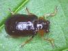 Smaragdina aurita